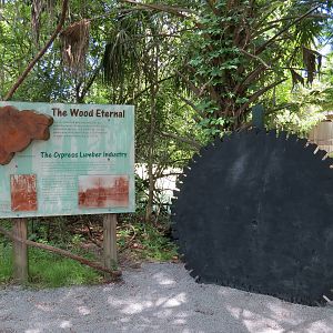 Louisiana Swamp - Cypress Lumber Display