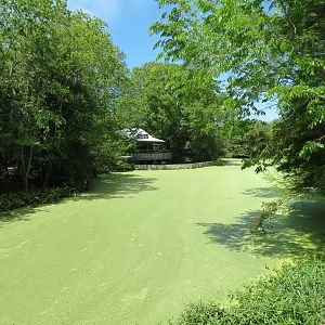 Louisiana Swamp - Swamp