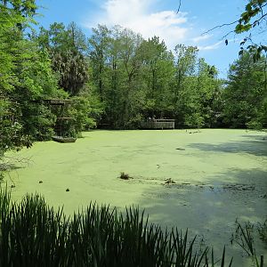 Louisiana Swamp - Swamp