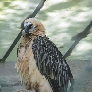 bearded vulture