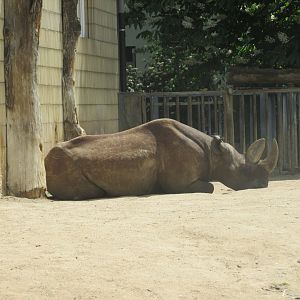 black rhinoceros