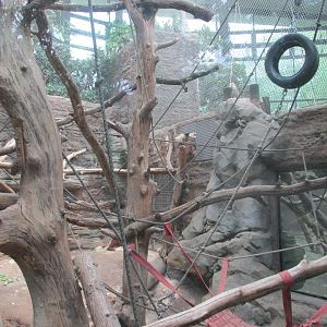 orangutan enclousure