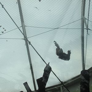 climbing sumatran orangutan