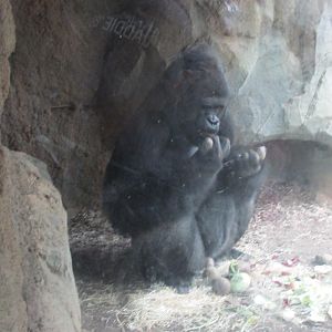 gorilla feeding