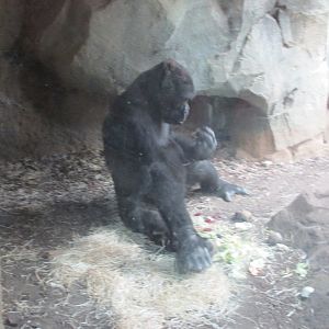 gorilla