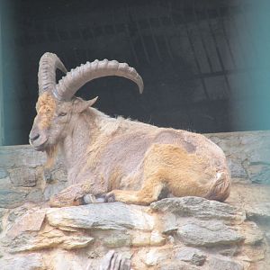 male western caucasian ibex