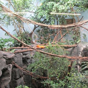 golden lion tamarin enclousure