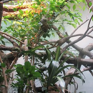 pygmy marmoset enclousure