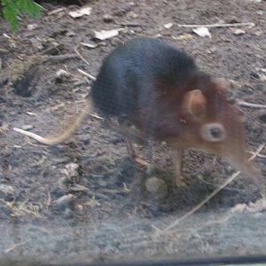 black and rufous elephant shrew