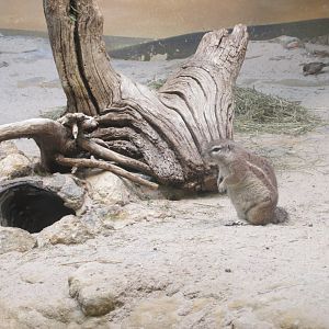 cape ground squirrel