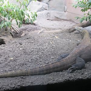 komodo monitor