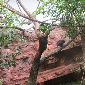 goldi´s monkey exhibit