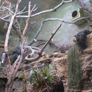 white faced saki enclousure