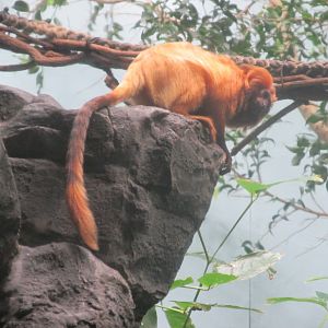 golden lion tamarin