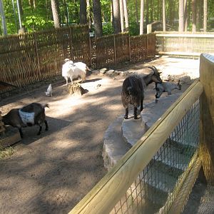 Riga Zoo - Petting zoo - Goat exhibit