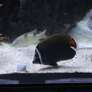 Pakistani Butterflyfish