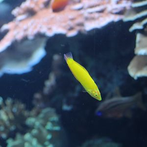 Canary Wrasse