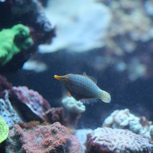 Orange-Spotted Filefish