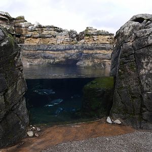 Humboldt Penguins - My First US Zoo Trip