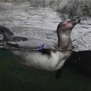 I Fed This Penguin! - My First US Zoo Trip