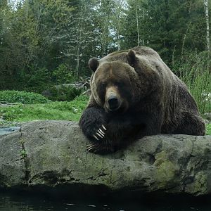 Northern Trail Grizzly Bear - My First US Zoo Trip
