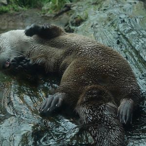 Playful River Otter - My First US Zoo Trip