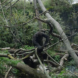 Gorilla Exhibit - My First US Zoo Trip