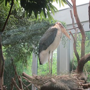 marabou stork