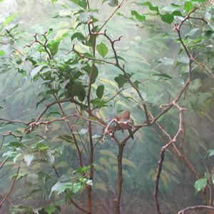 blue headed waxbill exhibit