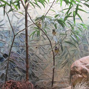 gouldian finch exhibit