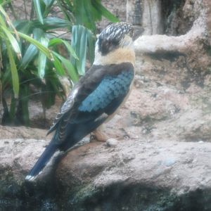 blue winged kookaburra