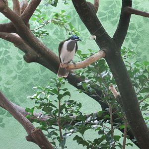 blue faced honeyeater