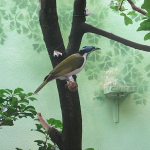 blue faced honeyeater