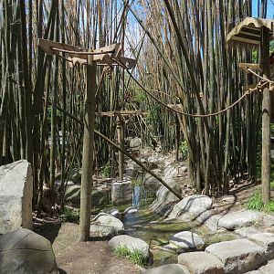 Jaguar Jungle - Macaw Exhibit