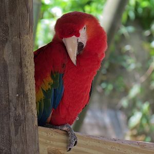 Jaguar Jungle - Scarlet Macaw