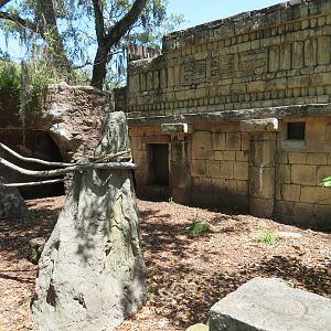 Jaguar Jungle - Giant Anteater, Hoffman's Sloth, and St. Vincent Agouti Exhibit