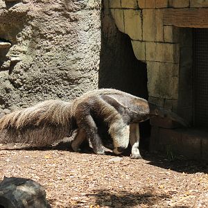 Jaguar Jungle - Giant Anteater, Hoffman's Sloth, and St. Vincent Agouti Exhibit