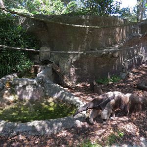 Jaguar Jungle - Giant Anteater, Hoffman's Sloth, and St. Vincent Agouti Exhibit