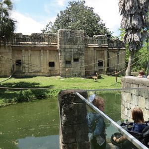 Jaguar Jungle - Spider Monkey Exhibit