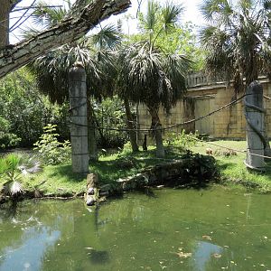 Jaguar Jungle - Spider Monkey Exhibit