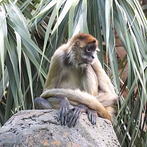 Jaguar Jungle - Spider Monkey Exhibit