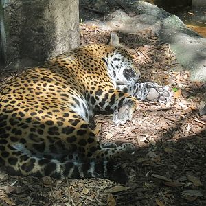 Jaguar Jungle - Jaguar Exhibit