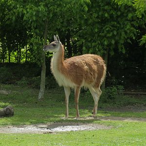 South America Pampas - Mixed Species Exhibit - Guanaco