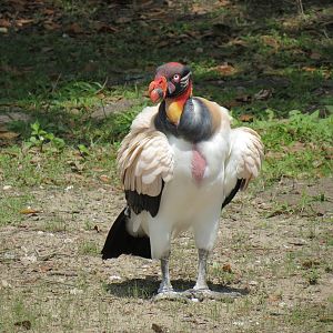 South America Pampas - Mixed Species Exhibit - King Vulture