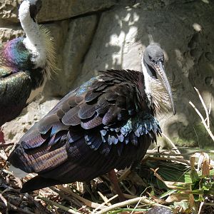 Audubon Aviary - Straw-necked Ibis