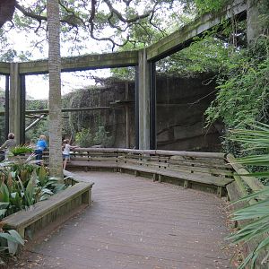 Asian Domain - Amur Leopard Exhibit