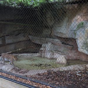 Asian Domain - Amur Leopard Exhibit