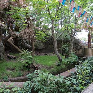 Asian Domain - Sun Bear Exhibit