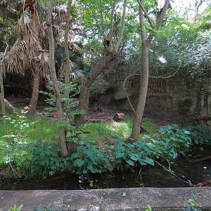 Asian Domain - Sun Bear Exhibit