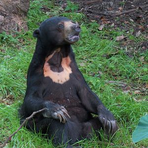 Asian Domain - Sun Bear Exhibit